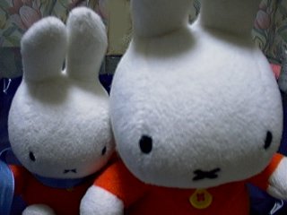 little miffy